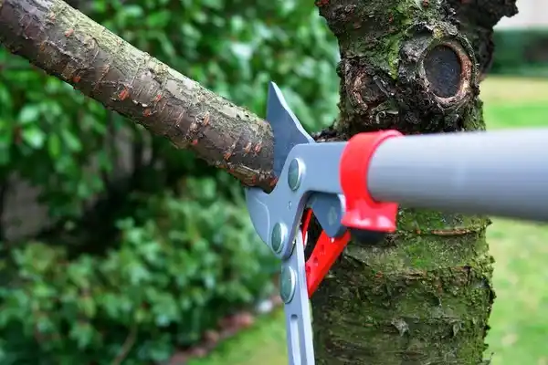 tree services Sisters